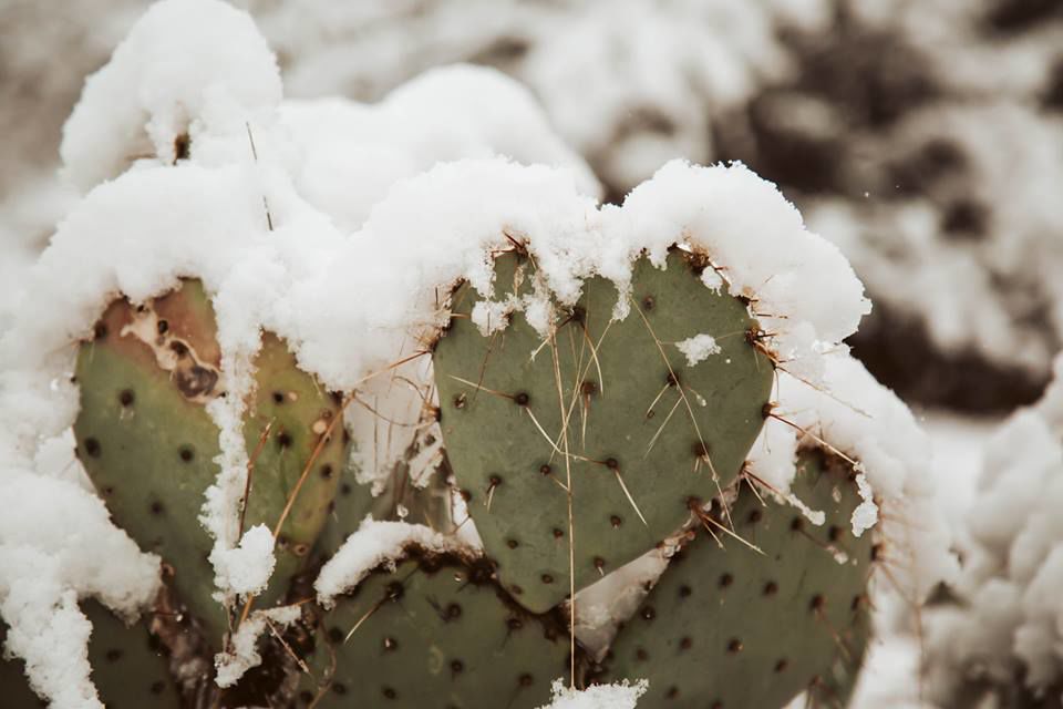 Snow in Redington